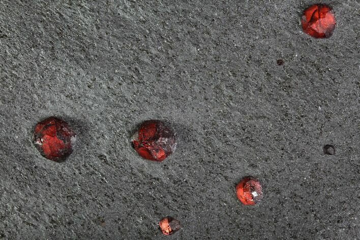 Plate Of Garnets in Graphite - Red Embers Mine, Massachusetts #111831